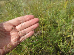 Thalictrum squarrosum