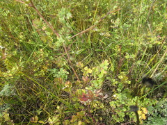 Thalictrum squarrosum