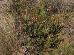 Thamnochortus fruticosus
