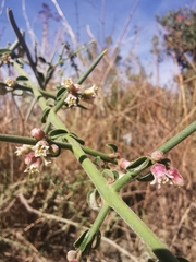 Kentrothamnus weddellianus