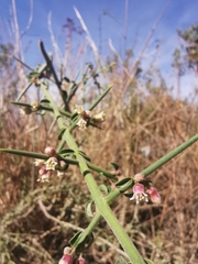 Kentrothamnus weddellianus