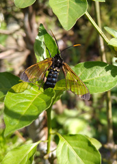 Isanthrene incendiaria
