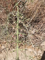 Kentrothamnus weddellianus