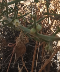 Kentrothamnus weddellianus