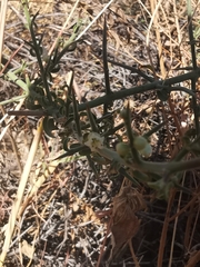 Kentrothamnus weddellianus