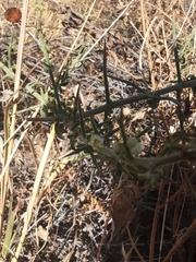 Kentrothamnus weddellianus