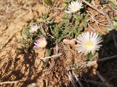 Delosperma sutherlandii