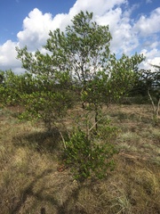 Dodonaea viscosa angustifolia