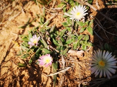 Delosperma sutherlandii