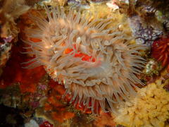 Pseudactinia flagellifera