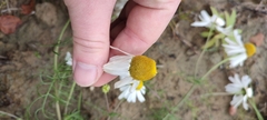 Tripleurospermum hookeri