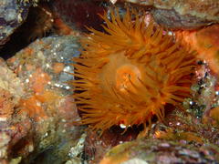 Pseudactinia flagellifera