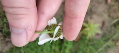 Tripleurospermum hookeri