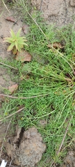 Tripleurospermum hookeri