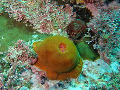 Pseudactinia flagellifera