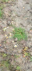 Tripleurospermum hookeri