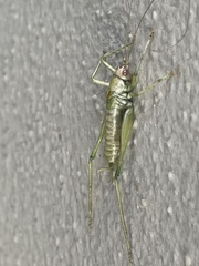 Entomophaga grylli