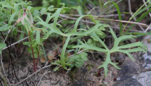 Dasklip Stonecrop (Crassula alcicornis)