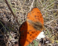 Melitaea