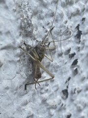 Entomophaga grylli