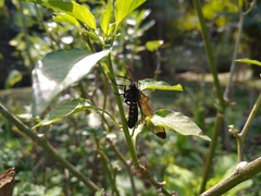 Isanthrene incendiaria