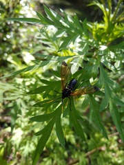 Isanthrene incendiaria