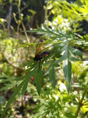 Isanthrene incendiaria