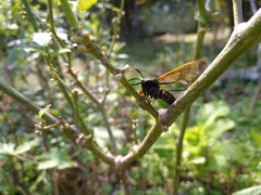 Isanthrene incendiaria