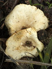 Lentinus sajor-caju