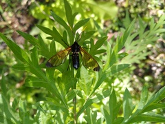 Isanthrene incendiaria