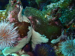Pyura stolonifera