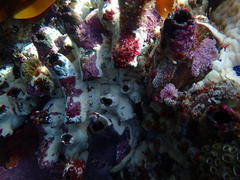 Pyura stolonifera