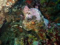 Pyura stolonifera