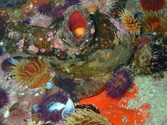 Pyura stolonifera
