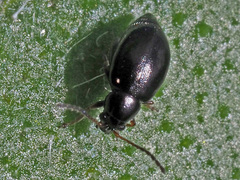 Longitarsus anchusae