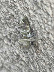Entomophaga grylli