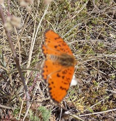 Melitaea