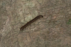 Orthomorpha