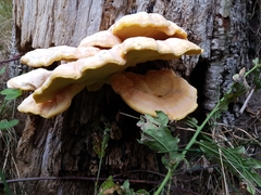 Laetiporus sulphureus