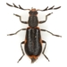 Pelonides granulatipennis - Photo (c) Mike Quinn, Austin, TX, some rights reserved (CC BY-NC), uploaded by Mike Quinn, Austin, TX