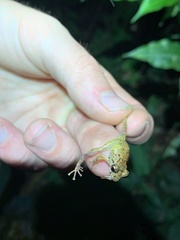 Pristimantis incomptus