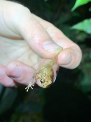 Pristimantis incomptus