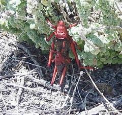 Phymateus morbillosus morbillosus