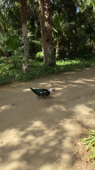 Cairina moschata domestica