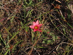 Romulea hirsuta