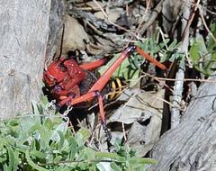 Phymateus morbillosus morbillosus