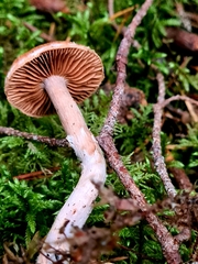 Cortinarius obtusus