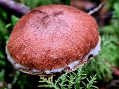 Cortinarius obtusus