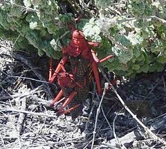 Phymateus morbillosus morbillosus