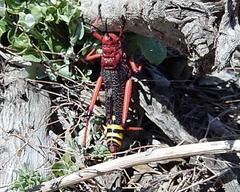 Phymateus morbillosus morbillosus